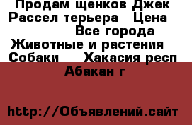 Продам щенков Джек Рассел терьера › Цена ­ 25 000 - Все города Животные и растения » Собаки   . Хакасия респ.,Абакан г.